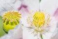 Macro of breadseed poppy