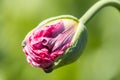 Macro of  breadseed poppy Royalty Free Stock Photo