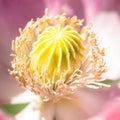 Macro of  breadseed poppy Royalty Free Stock Photo