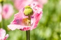 Macro of breadseed poppy