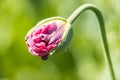 Macro of breadseed poppy