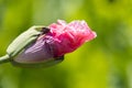 Macro of breadseed poppy