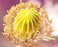 Macro of  breadseed poppy Royalty Free Stock Photo