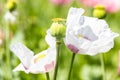 Macro of breadseed poppy