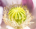 Macro of  breadseed poppy Royalty Free Stock Photo