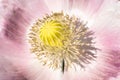 Macro of breadseed poppy