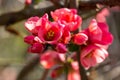 Macro of bright flowering Japanese quince or Chaenomeles japonica on the blurred garden background.