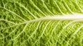 Macro bright green cabbage leaf vein texture close-up for natural background and Royalty Free Stock Photo