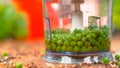 MACRO: Bright green organic homegrown peas sit inside a kitchen appliance.