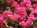 Macro of bright, pretty pink bougainvillea flowers