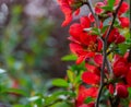 Macro of bright red spring flowering Japanese quince Chaenomeles japonica on blurred green background