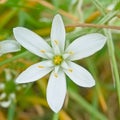 Bright white garden star of Betlehem flower, closeup