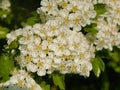 Closeup of bright white hawthorn flowers