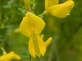 Macro of a bright yellow broom flower Royalty Free Stock Photo