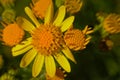 Bright yellow ragwort flower macro - jacobeae vulgaris Royalty Free Stock Photo