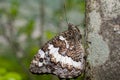 Macro of a Brintesia circe moth perched on a tree trunk Royalty Free Stock Photo