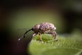 macro of beetle on leaf Royalty Free Stock Photo