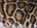 Macro, Brown bengal cat hair