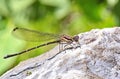 Macro of a brown damselfly dragonfly