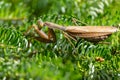 Macro of brown female European Mantis or Praying Mantis in natural habitat on branches of Abies koreana Silberlocke
