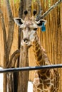 Macro of Brown Giraffe in the zoo