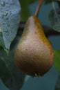 Macro of a brown and green pear