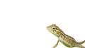 Lizard on the isolated white background Royalty Free Stock Photo