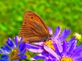 Macro of an oxeye butterfly