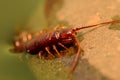 Macro of a brown scolopendra or stone centipede Lithobius forficatus crawling out of water; fine details of the head