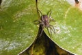 Macro of a brown spider on a lily pad Royalty Free Stock Photo
