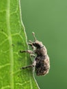 Macro of a brown weevil on green leaf, showing detailed texture and natural insect behavior. Royalty Free Stock Photo