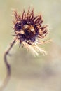 Macro of brown wild flower seeds with detail and texture