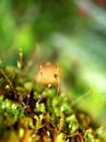 Macro Bryales plant tiny green of mossses belonging to the family Meesiaceae found in Europe and Northern America ,Amblyodon dealb