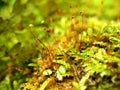 Macro Bryales plant tiny green of mossses belonging to the family Meesiaceae found in Europe and Northern America ,Amblyodon dealb