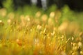 Macro of bryum moss on forest floor Royalty Free Stock Photo
