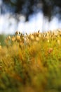 Macro of bryum moss on forest floor Royalty Free Stock Photo
