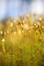 Macro of bryum moss on forest floor Royalty Free Stock Photo