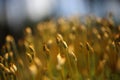 Macro of bryum moss on forest floor Royalty Free Stock Photo