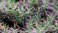 Macro of bryum moss Pohlia nutans with dew drops on forest floor over dark green background Royalty Free Stock Photo