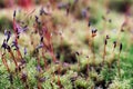 Macro of bryum moss Pohlia nutans with dew drops on forest floor over dark green background Royalty Free Stock Photo