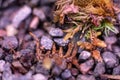 Macro of bryum moss Pohlia nutans with dew drops on forest floor over dark green background Royalty Free Stock Photo