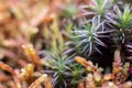 Macro of bryum moss Pohlia nutans with dew drops on forest floor over dark green background Royalty Free Stock Photo