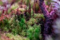 Macro of bryum moss Pohlia nutans with dew drops on forest floor over dark green background Royalty Free Stock Photo