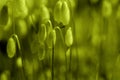 Macro of bryum moss Pohlia nutans with green spore capsules are growing on ground