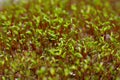 Macro of bryum moss Pohlia nutans with green spore capsules are growing on ground