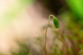 Macro of bryum moss Pohlia nutans with green spore capsules are growing on ground