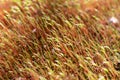 Macro of bryum moss Pohlia nutans with green spore capsules are growing on ground. Tiny plants Royalty Free Stock Photo