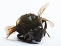 Macro of bublebee Royalty Free Stock Photo