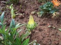 The Indian macro flower plant.phlox or patua bud flower green leaf plant