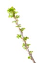 Blackcurrant twig with fresh leaves Royalty Free Stock Photo